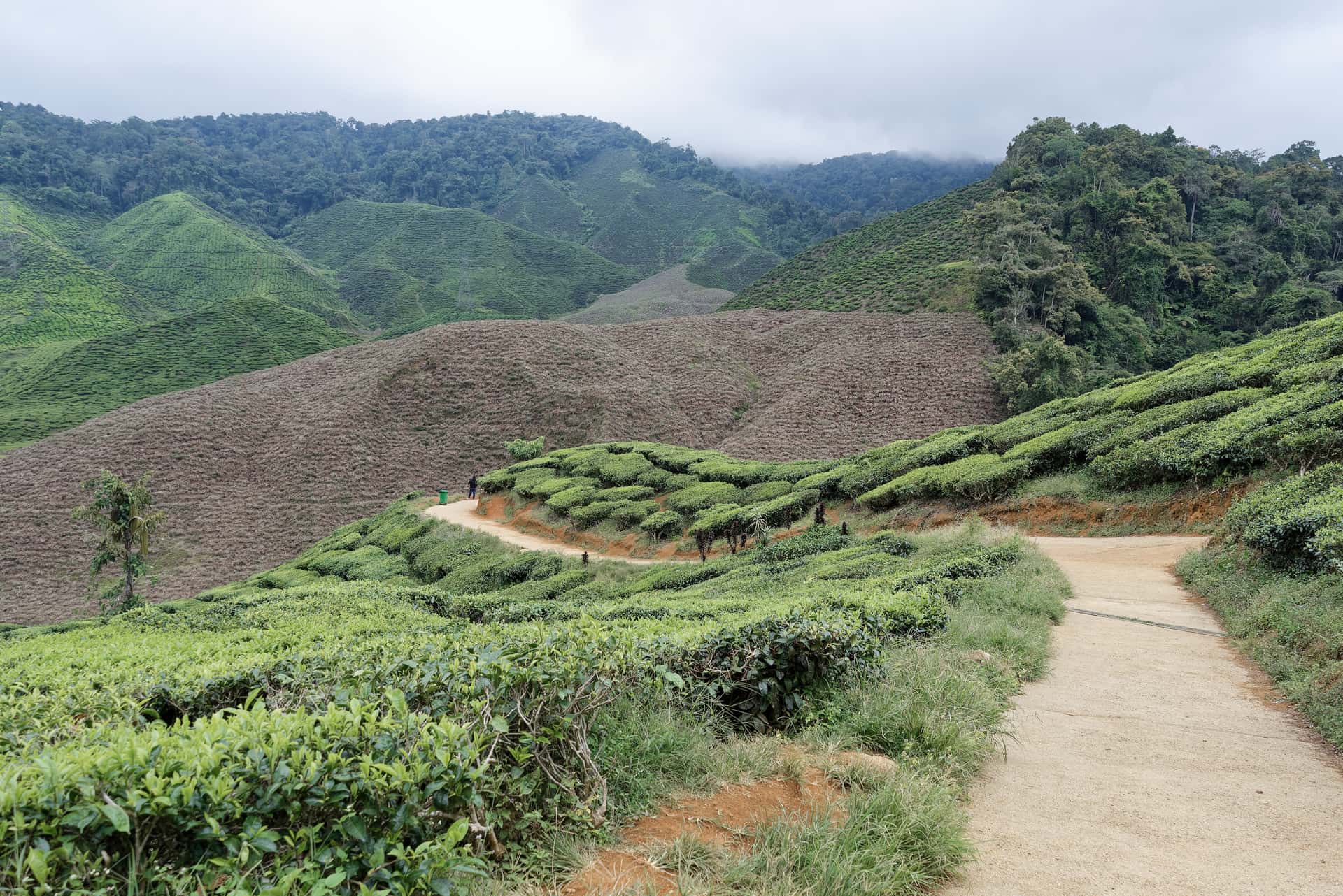 Cameron Highlands